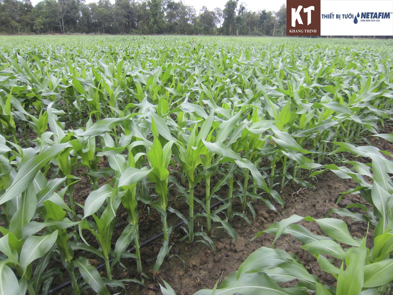 Drip irrigation for sugar cane – how did NETAFIM do it?