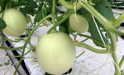 The greenhouse melon of VinEco will be exclusively distributed in the supermarket system Vinmart, Vinmart +