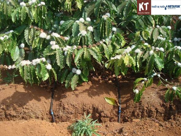 What crops is a drip irrigation system suitable for?