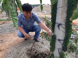 The National Agricultural Extension Center cooperates with Khang Thinh Company to train water saving irrigation