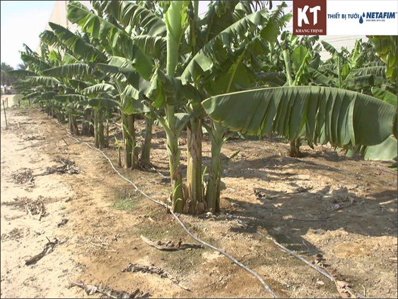 Drip irrigation system for banana plants p.1