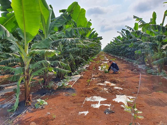 Streamline X drip irrigation project in Dak Lak