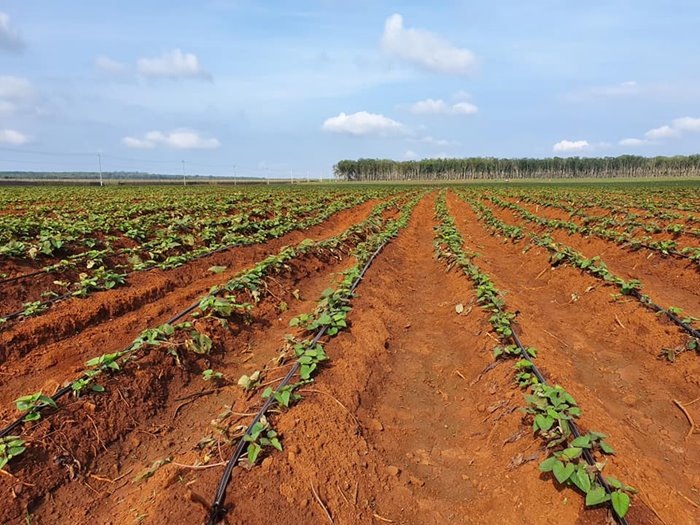 Matters to keep in mind when installing a sweet potato irrigation system