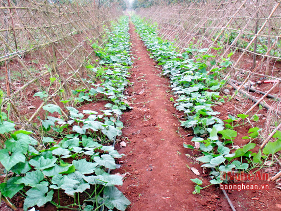 The drip irrigation system in Nghe An helps to combat drought, save water and improve productivity