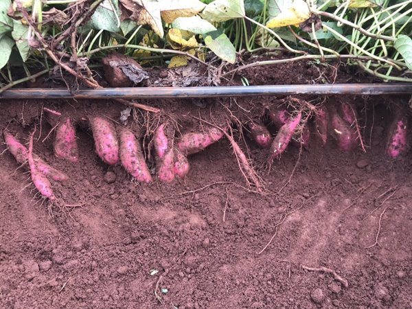 Drip the sweet potato plants with Netafim Streamline X