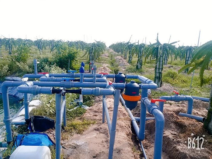 Drip irrigation model for dragon fruit