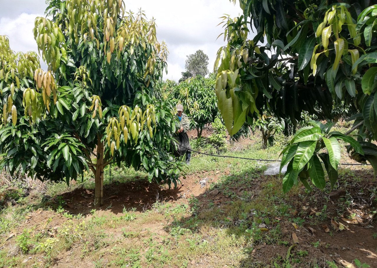 Hình ảnh tưới phun cho cây Xoài - Khang Thịnh