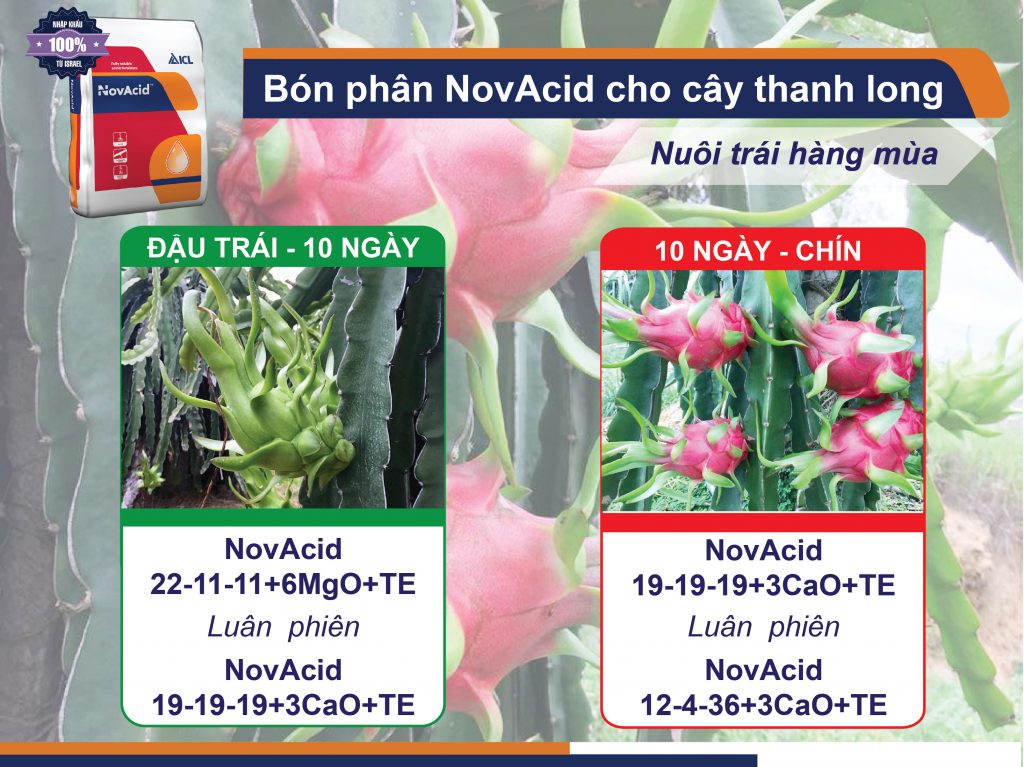 Cách bón Phân NPK Cho Thanh Long 01