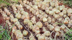 Drip Irrigation For Onion