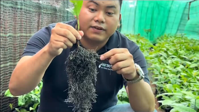 Rễ cây cà phê giâm hom sau 4 tháng