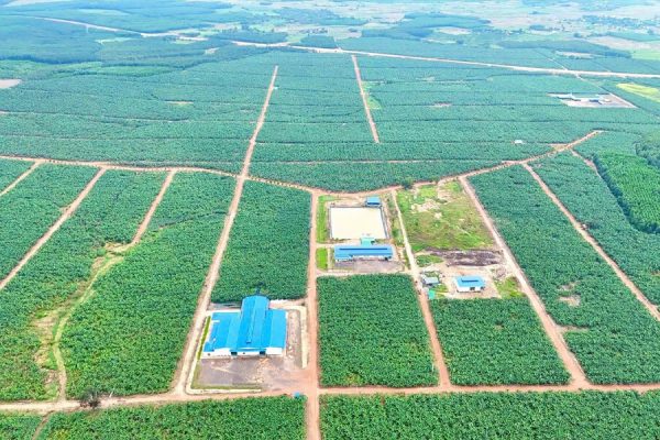 Hệ thống tưới phun bù áp cho 200 ha Chuối