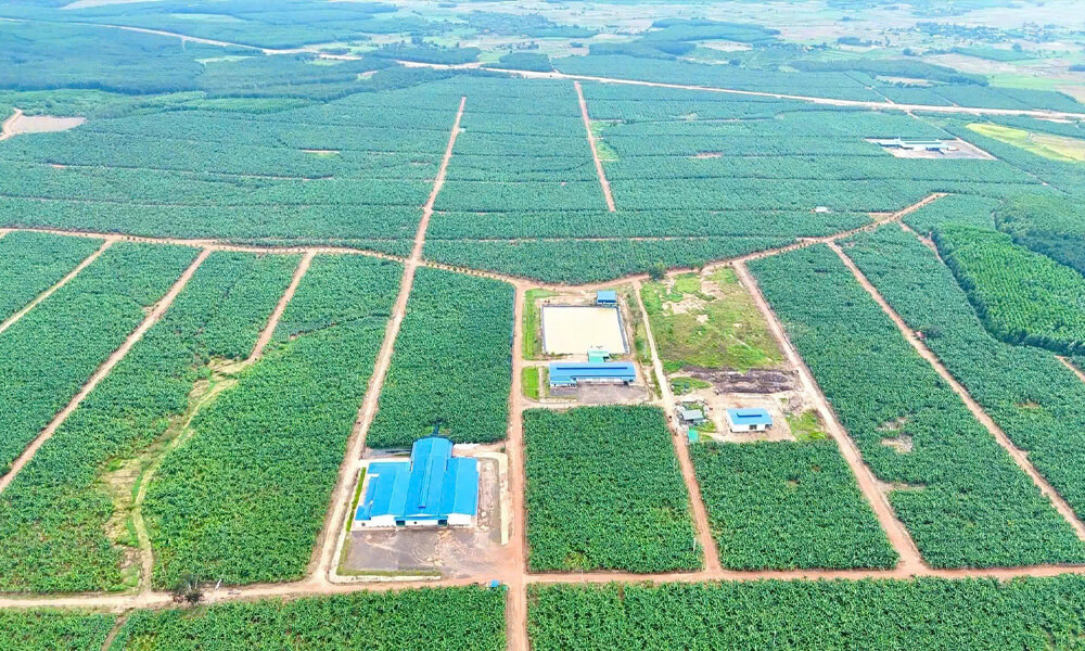 Hệ thống tưới phun bù áp cho 200 ha Chuối