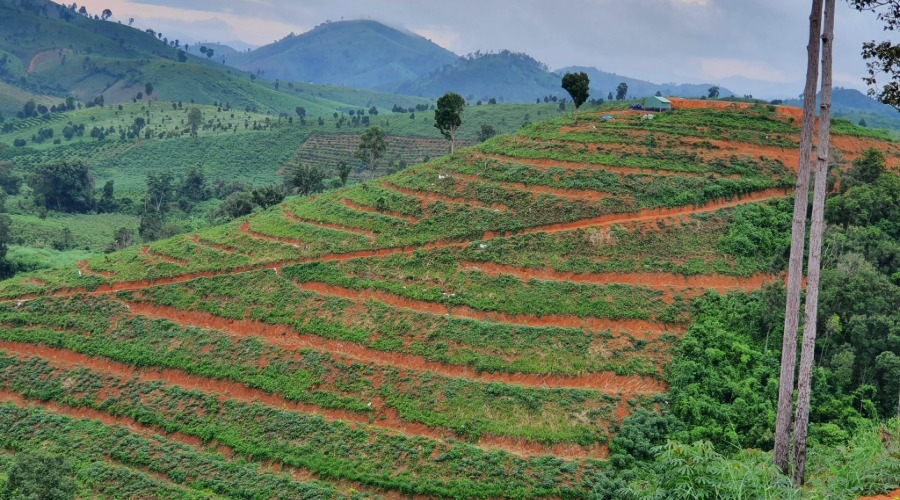 Hệ thống tưới nhỏ giọt cho 100ha Mít