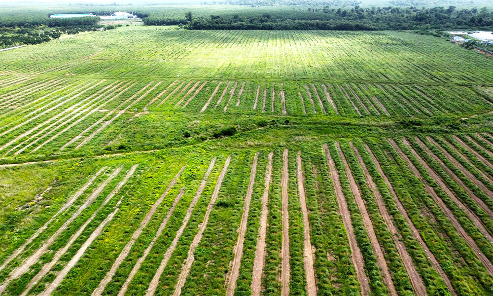 Hệ Thống Tưới Cho 280ha Trồng Mít và Sầu Riêng