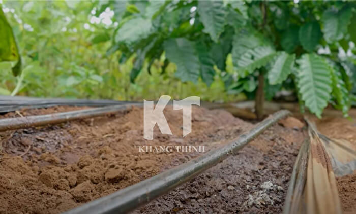 dây tưới nhỏ giọt cho cà phê