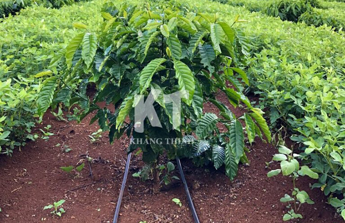 tưới nhỏ giọt cà phê