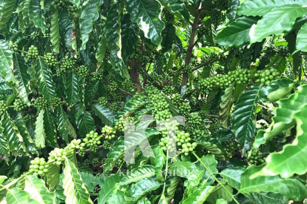 Tưới nhỏ giọt cho cây cà phê năng suất cao