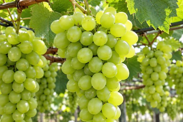 Hệ thống tưới cho cây Nho – Bình Dương