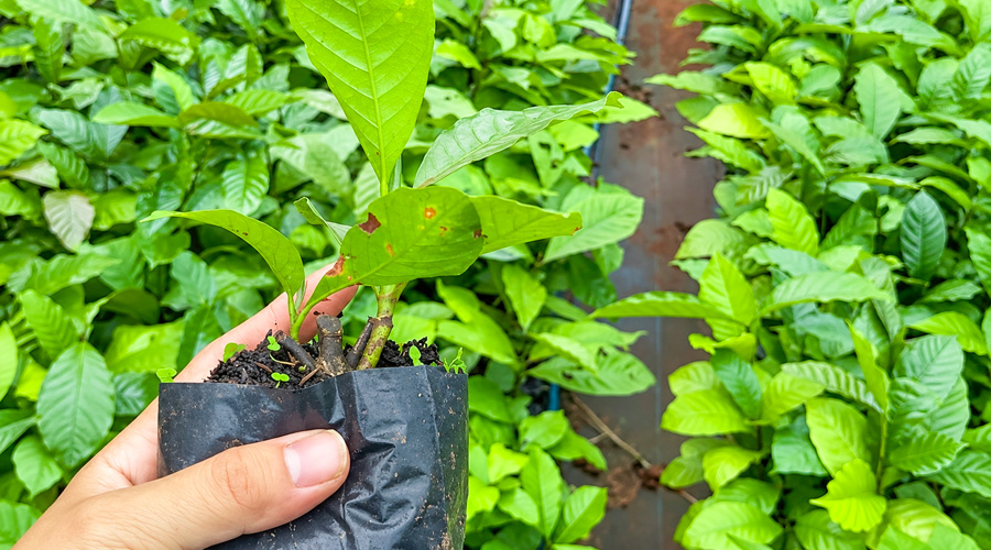 Cà phê giâm hom lúc ươm
