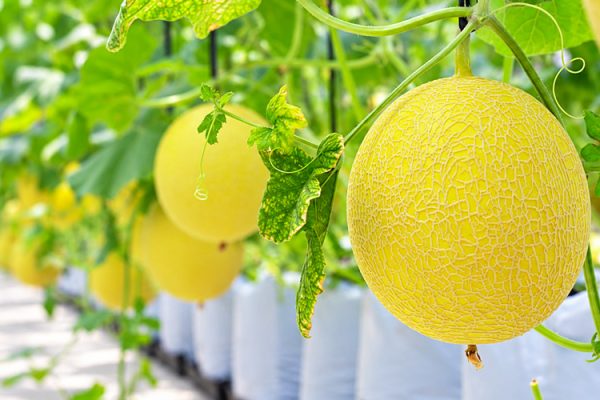 Lượng nước tưới cây dưa lưới giá thể