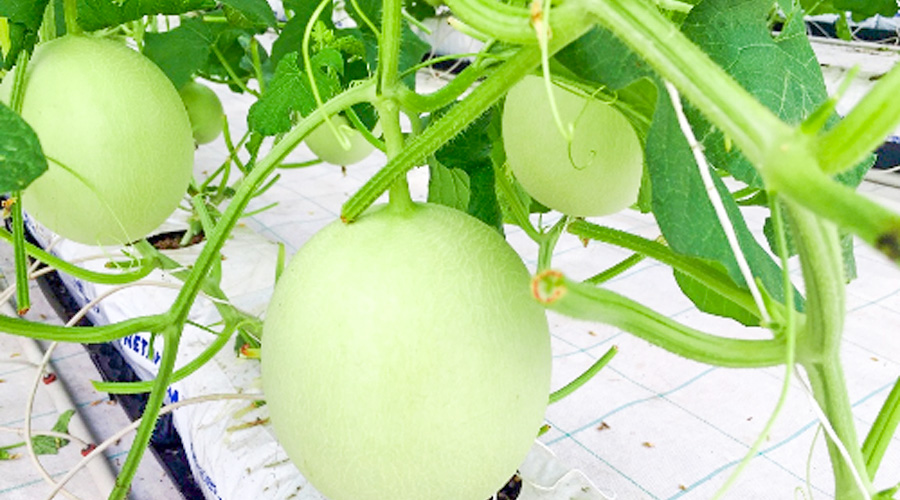 Vingroup thu hoạch sản phẩm dưa lưới đầu tiên áp dụng công nghệ của Netafim