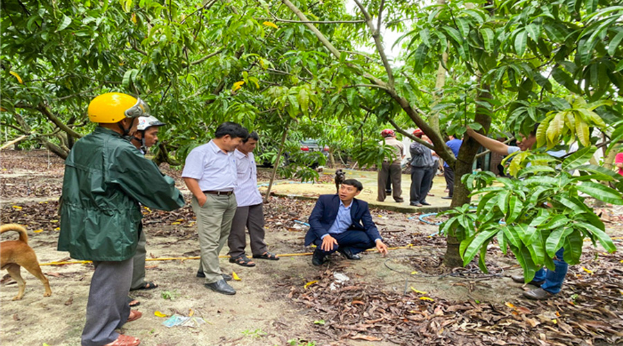 Hội thảo “Áp dụng công nghệ tưới kết hợp giải pháp canh tác tiên tiến nâng cao giá trị bền vững cho cây xoài” huyện Cam Lâm, Khánh Hòa
