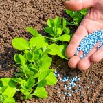 Phân bón vô cơ vào đất chưa được cây trồng sử dụng ?