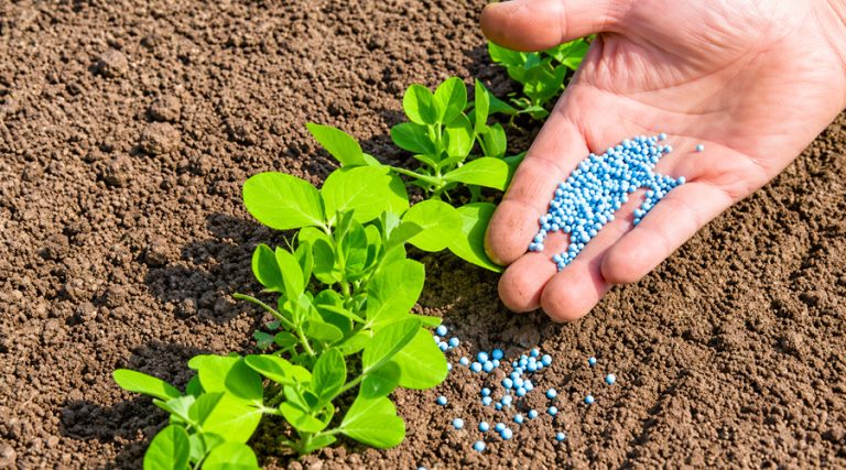 Phân bón vô cơ vào đất chưa được cây trồng sử dụng ?
