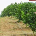 Thiết bị tưới nhỏ giọt, tưới tự động, tưới phun độc quyền của Netafim Israel
