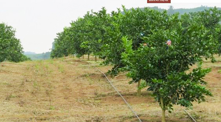 Thiết bị tưới nhỏ giọt, tưới tự động, tưới phun độc quyền của Netafim Israel