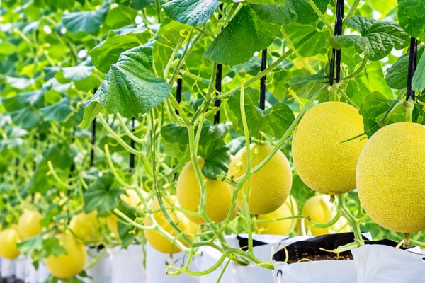 Chi phí hệ thống tưới nhỏ giọt cho dưa lưới trồng giá thể_Phần 2