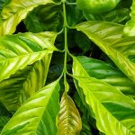 Dinh dưỡng Trung lượng và Vi lượng cho cây cà phê