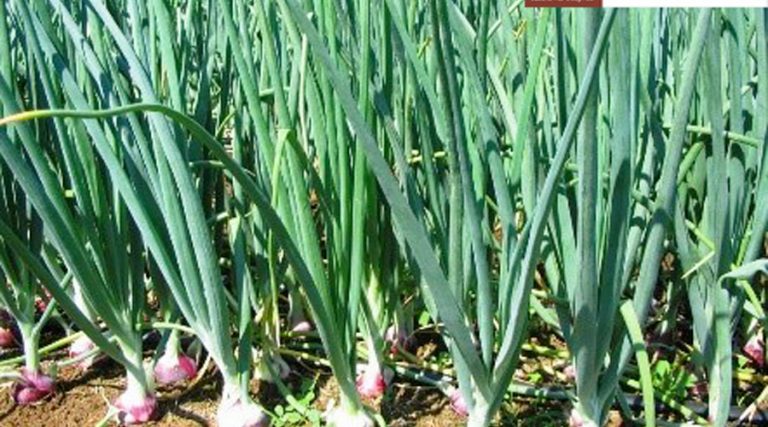 Tưới nhỏ giọt thích hợp cho những cây trồng nào? p.2