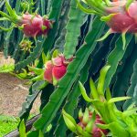 Mô hình tưới nhỏ giọt cho cây thanh long