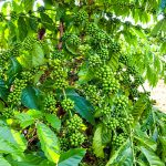 Cà phê giâm hom là gì? Cà phê 100% mang đặc tính từ cây mẹ