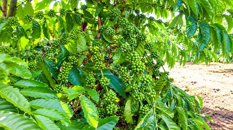 Cà phê giâm hom là gì? Cà phê 100% mang đặc tính từ cây mẹ