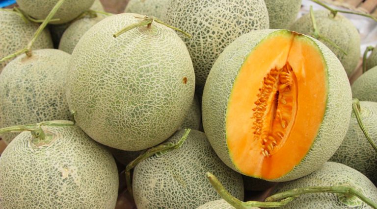 Lắp đặt hệ thống tưới nhỏ giọt cho cây dưa lưới bằng thiết bị tưới gì và chi phí bao nhiêu?