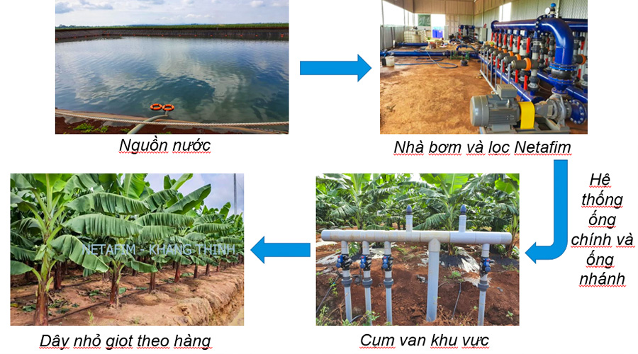 Cấu tạo hệ thống tưới nhỏ giọt cho cây chuối Netafim