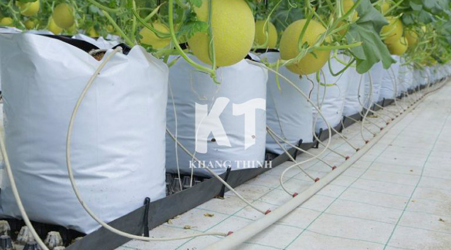 Tưới nhỏ giọt cây dưa lưới trồng giá thể bằng đầu tưới Netafim