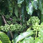 Dinh dưỡng đa lượng và bón phân cho Cây cà phê