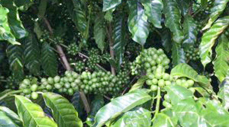 Dinh dưỡng đa lượng và bón phân cho Cây cà phê