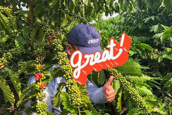 Mô hình tưới nhỏ giọt cho cây cà phê kết hợp bón phân qua nước của Netafim