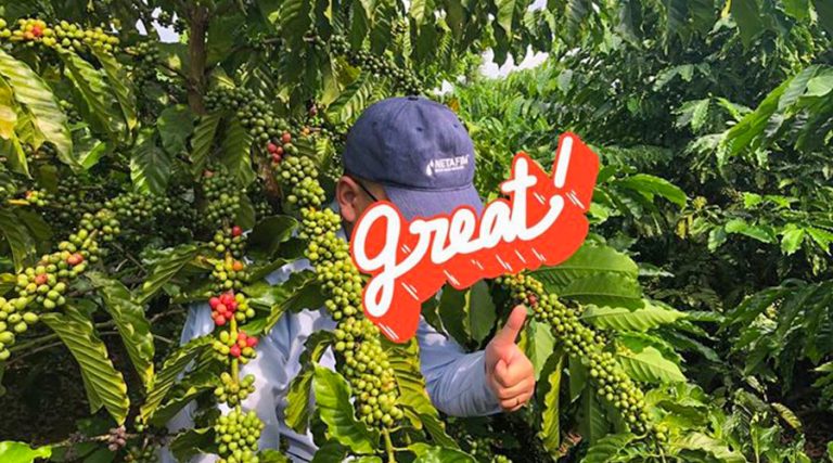 Mô hình tưới nhỏ giọt cho cây cà phê kết hợp bón phân qua nước của Netafim