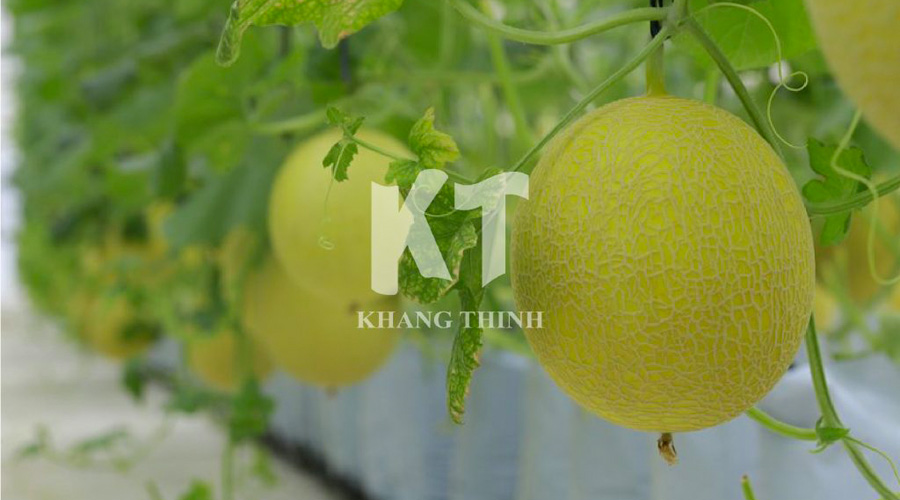 Hệ thống tưới nhỏ giọt dưa lưới trồng giá thể trong nhà màng