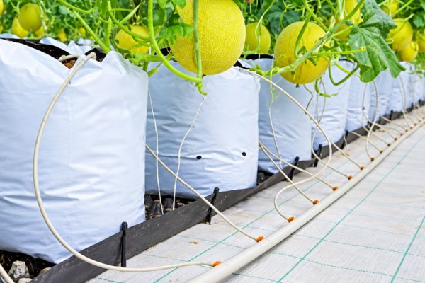 Chi phí hệ thống tưới nhỏ giọt dưa lưới trồng giá thể_Phần 1