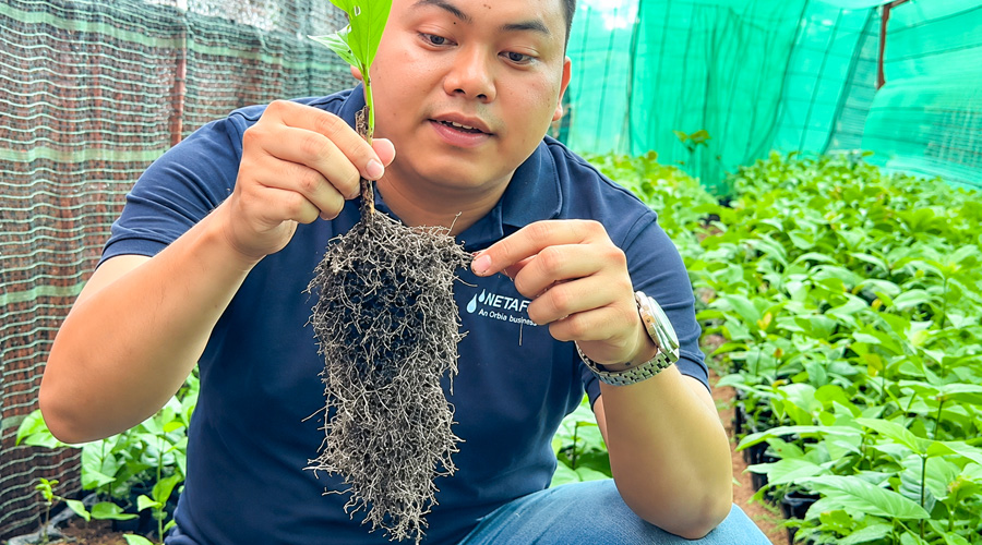 Rễ cây cà phê giâm hom sau 4 tháng