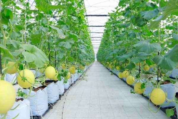 Tưới nhỏ giọt cây dưa lưới trồng giá thể