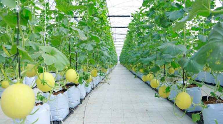 Tưới nhỏ giọt cây dưa lưới trồng giá thể