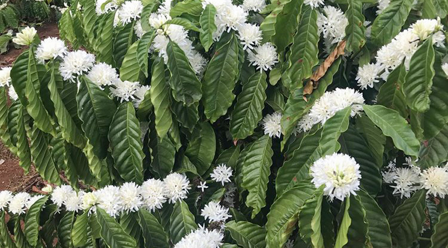 Kỹ thuật tưới nước kích thích cây cà phê ra hoa đồng loạt bằng hệ thống Netafim