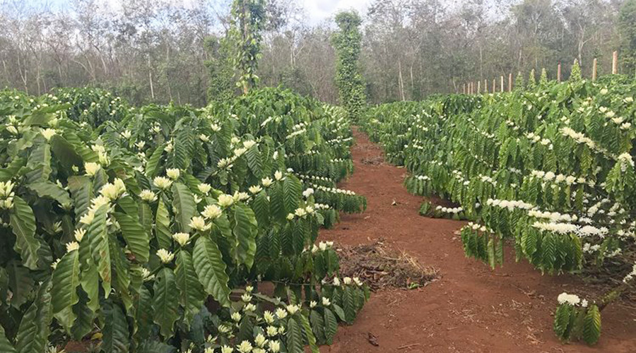Vườn cà phê ra hoa đồng loạt sau khi điều chỉnh mùa vụ và áp dụng tưới nhỏ giọt